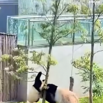 I jak ich nie lubić