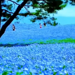 Nemophila Harmony to wydarzenie kwiatowe organizowane w parku Hitachi Seaside w Japonii. W jego trakcie zakwita tam około 5 milion&oacute;w drobnych, błękitnych kwiat&oacute;w nemophili, tworząc spektakularny, niebieski krajobraz przypominający &bdquo;morze kwiat&oacute;w