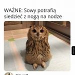 Sowy są najlepsze