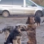 Tp chyba ich przyw&oacute;dca duchowy