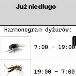 Insekty