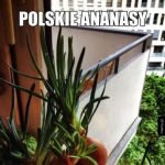 Cebulasek