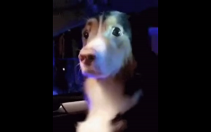 Coś ty przeskrobał?