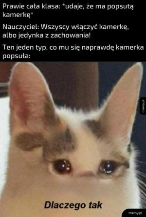 Oryginalne kitku płaczku i nie tylko - Memy.pl